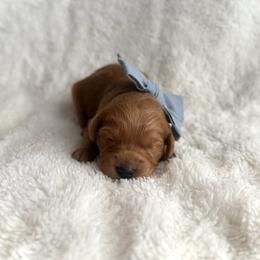 Companion Cross and Goldendoodle Puppies from Abby Chaffee