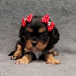 Vera - Black and tan female Cavalier King Charles Spaniel puppy in Cresthill, Illinois from KonopkaKennelsLLC