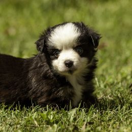 Miniature American Shepherd, Miniature Australian Shepherd, and Toy Australian Shepherd Puppies from Fine Hill Aussies