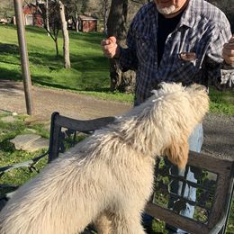 Assorted Doodle Crosses and Goldendoodles from Dar W Doodles