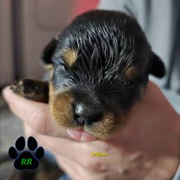 Yellow - Black and mahogany female Rottweiler puppy in Tangent, Oregon from Raya's Royals