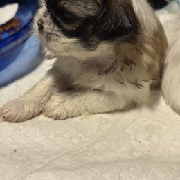 Shiloh - Fawn brindle female Pekingese puppy in Calhan, Colorado from Millennium Falcon Kennels