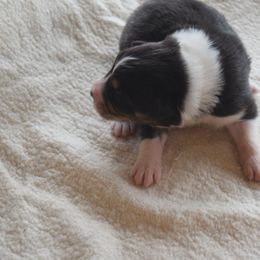 Boy 2 - Black & white male Australian Shepherd puppy in Russell Springs, Kentucky from Maggie Withers' Australian Shepherds