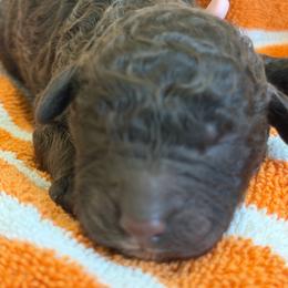Girl 3 - Chocolate female Labradoodle puppy in Manor, Texas from The Lovadoodles of Texas