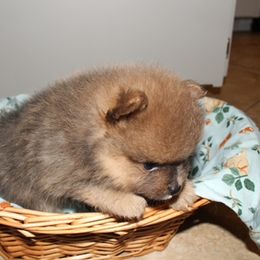 Antonio - Orange sable male Pomeranian puppy in Avon Park, Florida from Mariska's Pomeranians