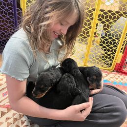 Airedale Terrier Puppies from Beitzel Airedales