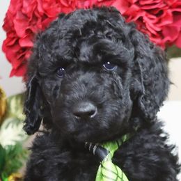 Labradoodles from Lots of Loving Doodles