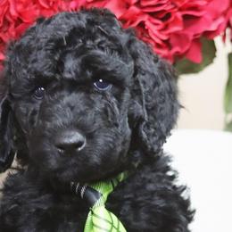 Labradoodles from Lots of Loving Doodles