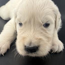 Lila - Light golden female Golden Retriever puppy in Marshfield, Missouri from Charm Puppies