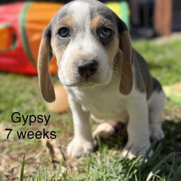Gypsy AKC - Blue tan and white female Beagle puppy in Rogersville, Missouri from Hales Little Beagle Haven
