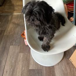Mike - Black male Shih Tzu puppy in Azusa, California from RJ Shih Tzu lover