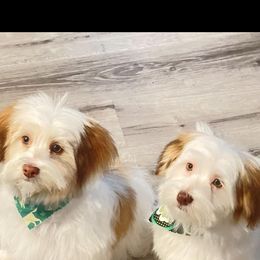 Havanese Puppies from Dean Supreme