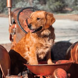 Shasta Grace - Golden Retriever