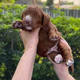 Teddy - Red  male Goldendoodle puppy in Miami, Florida from Jade’s Paws & Co. Of Miami LLC