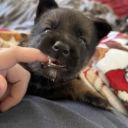 German Shepherd Puppies from Legacy K9’s
