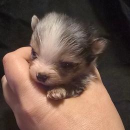 Merle small - Blue merle male Pomeranian puppy in Bloomingdale, New Jersey from Bella Luna Pomeranians