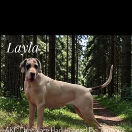 Layla - Great Dane