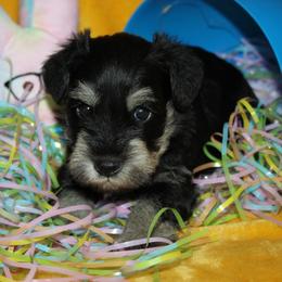 Male 2 - Black and silver male Miniature Schnauzer puppy in La Fayette, Georgia from Daniels Mini Schnauzers