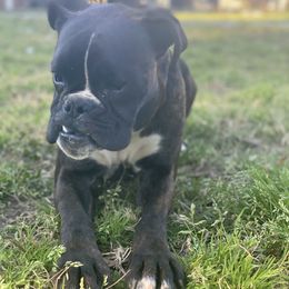 Boxer Puppies from Vandalo Boxers