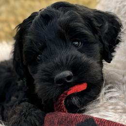 Australian Labradoodles from Labradoodles of Montana