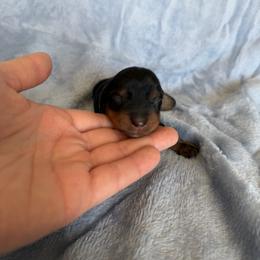Yogi - Black and tan male Dachshund puppy in Stamford, Texas from West Texas Miniature Dachshunds