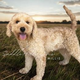 Millie - Goldendoodle