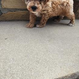 Pekingese, Poodle, and Shih Tzu Puppies from Happy puppies