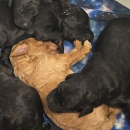 Boy 1 - Apricot male Poodle puppy in Edgerton, Wisconsin from ERSA Acres Golden Retrievers...limited registration only offered, AKC Moyen and Miniature Poodles