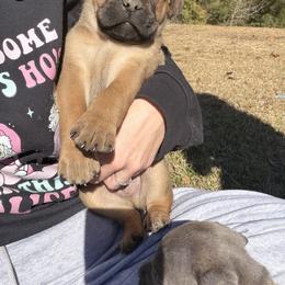 Cane Corso Puppies from Azelees Cane Corso