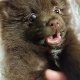 Pomeranian Puppies from Cutie Poms