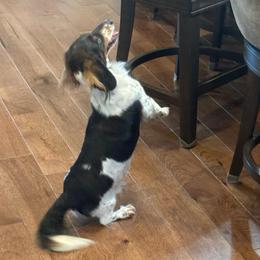 Maggie - Dachshund