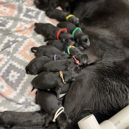 Labrador Retriever Puppies from Brush Creek Retrievers