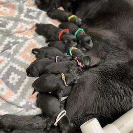 Labrador Retriever Puppies from Brush Creek Retrievers