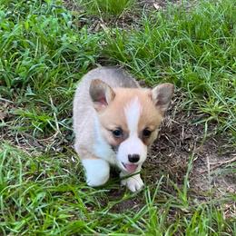 Remi - Red female Pembroke Welsh Corgi puppy in Hope, Arkansas from Foxy Knoll Farm