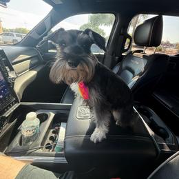 Carmi Upcoming - Miniature Schnauzer
