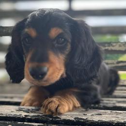 Black tan long hair boy - Black and tan male Dachshund puppy in Sylvania, Alabama from Turner’s Delightful Dachshund Farm & German Short Hair Pointers