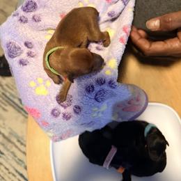 Miniature Pinscher Puppies from Bridget GreenBoddy