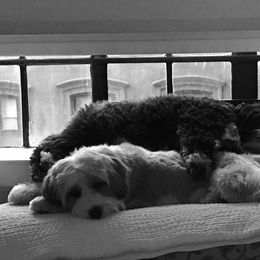 Tibetan Terrier All Grown Up from Kham Ra Tibetans