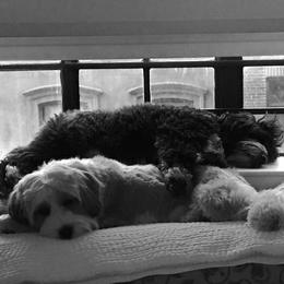 Tibetan Terrier All Grown Up from Kham Ra Tibetans