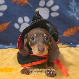 Zyphyrah - Chocolate and cream female Dachshund puppy in Willard, Utah from Simply Sharing Love