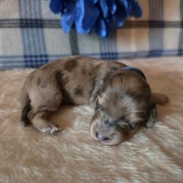 Baxter - Dapple male Dachshund puppy in Klamath Falls, Oregon from Luvindoxys4u