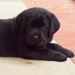Labrador Retriever Puppies from Alpine Labradors