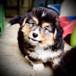 AKC Larry, stunning red head tri fluffy - Black and tan male Pembroke Welsh Corgi puppy in Taylorsville, North Carolina from Mill Creek’s Pembroke Welsh Corgis and French Bulldogs