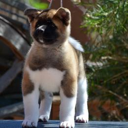 Akita Puppies from Aces-Up Akitas