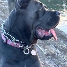 Cane Corso All Grown Up from Golden Isles Cane Corsos