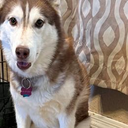 Penny - Siberian Husky