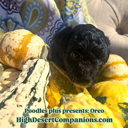 Aussiedoodle, Poodle, and Toy Australian Shepherd Puppies from High Desert Companions