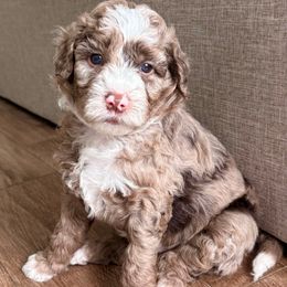 Jere - Red merle male Aussiedoodle puppy in Allen, Texas from Calena’s Doodles
