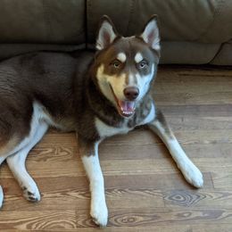 Dakota - Siberian Husky