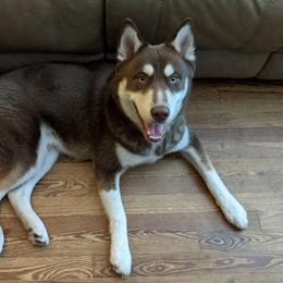 Dakota - Siberian Husky